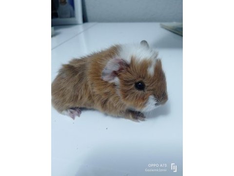 Kaliteli ırk garantilidir 4 adet guinea pig