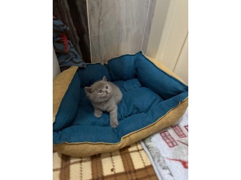 British shorthair torunlarımız yuvasını arıyor