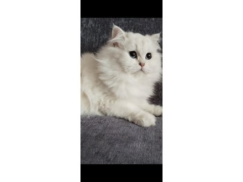 Safkan british longhair kızlarım karşınızda