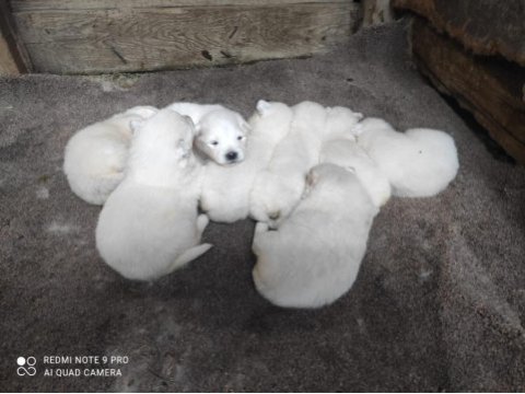 Kar beyazı samoyed yavrularımız yeni sahibini arıyor