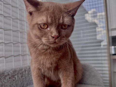 British shorthair cinnamon erkek