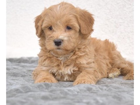 Maltipoo safkan köpeği