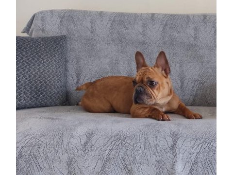Acil satılık french bulldog
