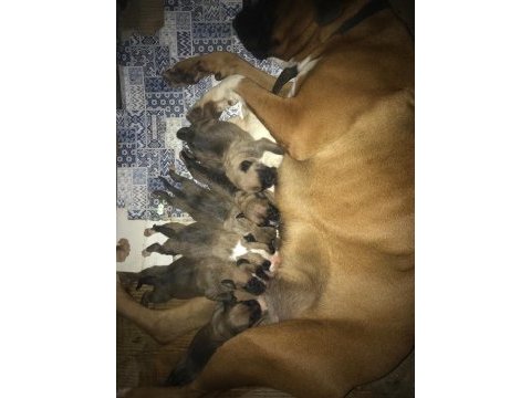 Boxer yavru