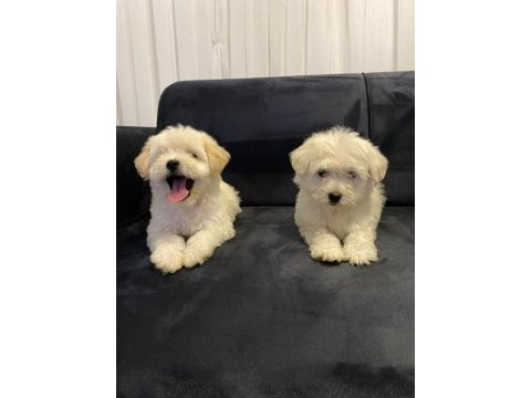 2 aylık yavru terrier yavrumuz