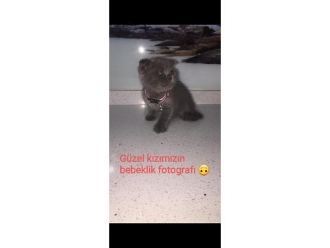 Scottish fold 2 yaşında
