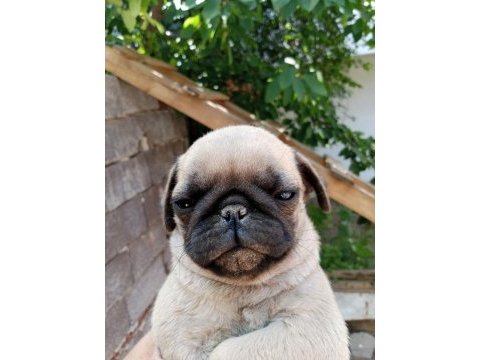 Pug erkek 75 günlük teslime hazır
