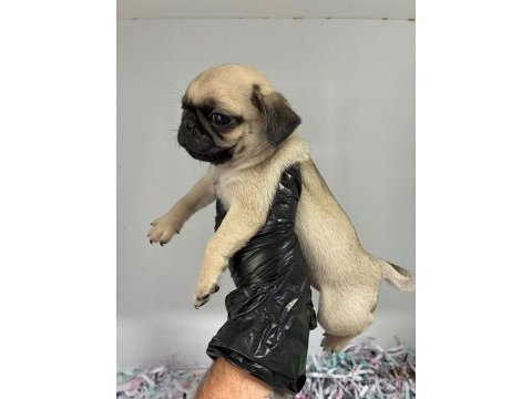 Irk ve sağlık garantili pug köpeği