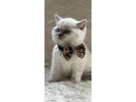 Oyuncu sağlıklı blue point british shorthair yavrumuz