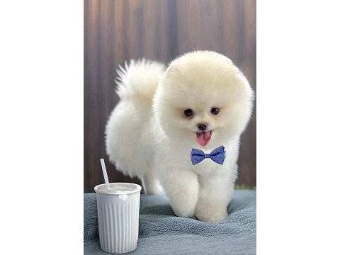 Beyaz erkek orjinal pomeranian ırk garantili gel gör al