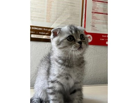 Scottish fold