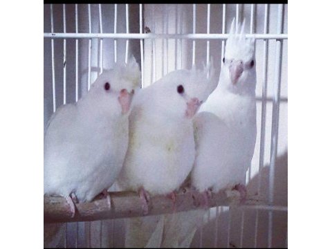 Albino ve wifi sultan papağanı yavrular sahiplerini bekliyor