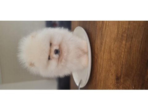 Show kalite pomeranian boo