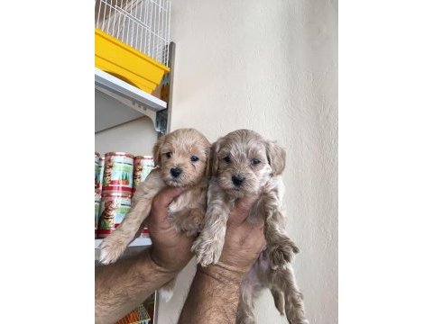 Maltipoo yavrular
