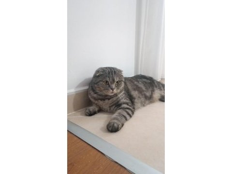 Dişi scottish fold (ücretsiz sahiplendirme)