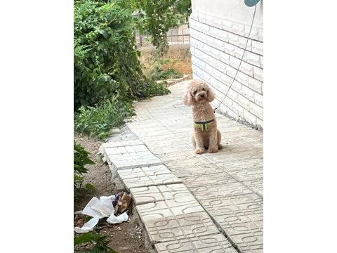 Toy poodle dişi kızımız 17 aylık