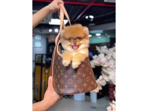 Nadir renk pomernian boo (kütahya exuma pet center)