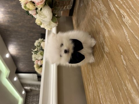 Tea cup cep boy pomeranian beyaz erkek
