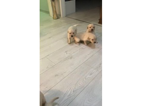 Irk sağlık garantili golden retriever bebeklerimiz