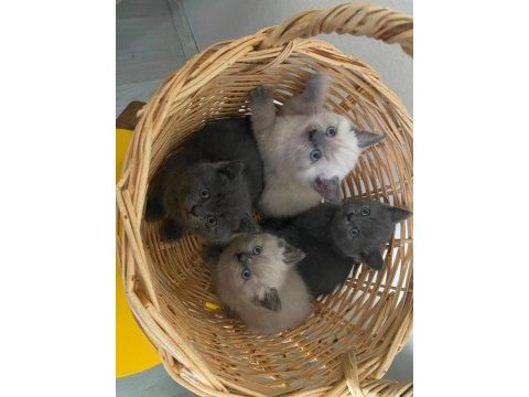 British shorthair yavrular ırk sağlık garantili