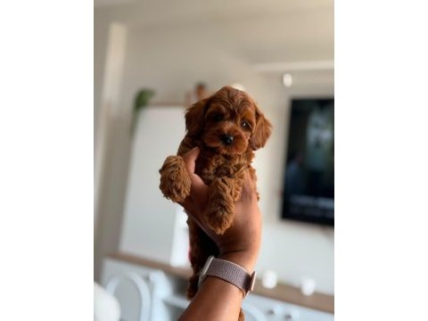 Premium toy poodle