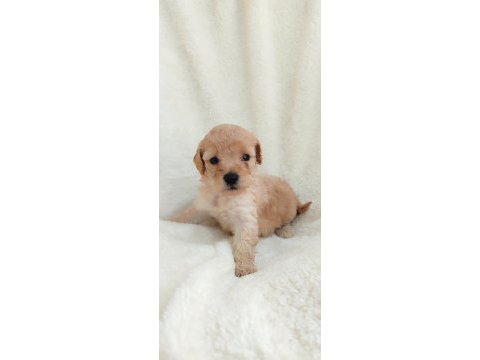 Poodle kayısının en tatlı tadı