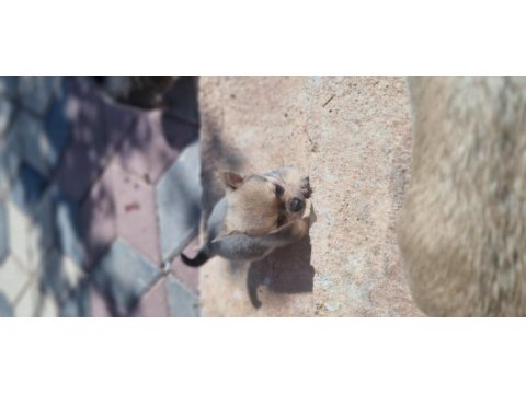 Nadır renkte chihuahua bebekler