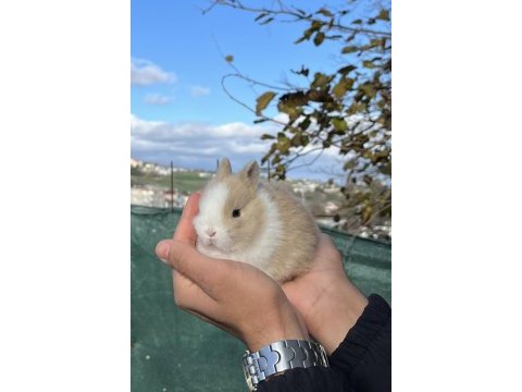 Mükemmel kalite cüce tavşan