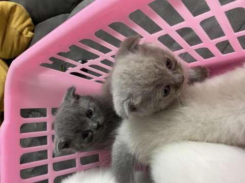 Özel renk lilak british shorthair