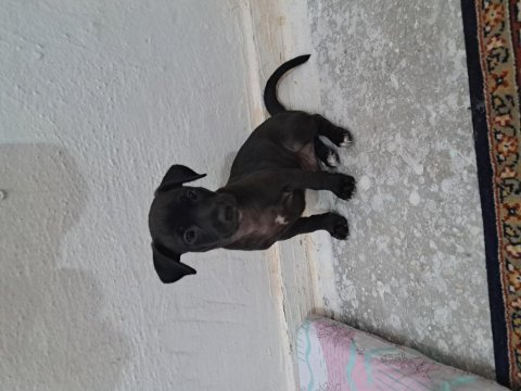 İki adet erkek pinscher köpek ikisi de 2 aylık
