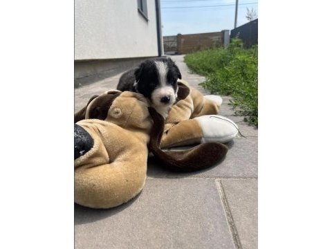 Border collie yavrular