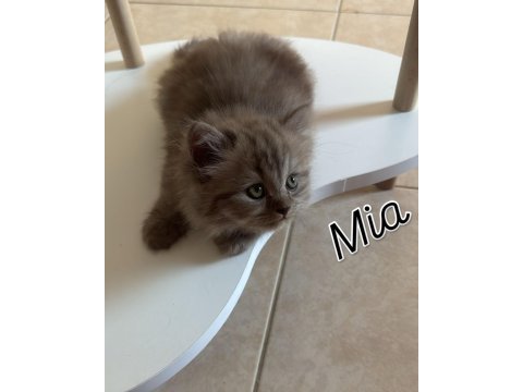 Mia longhair kedimiz