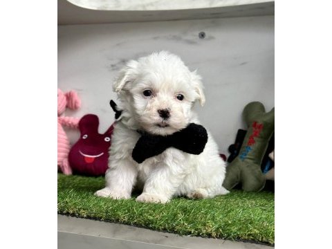 Maltese terrier köpekler