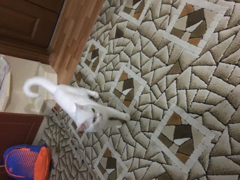 Dokuz aylık oğlumuza yeni sahipleri aranıyor kedim