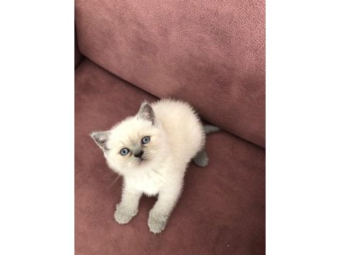 Blue point british shorthair yavrular