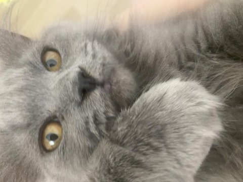 4 aylık british longhair oğlumuz