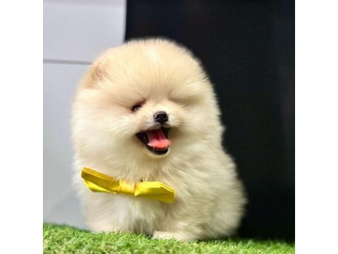 Safkan pomeranian boo yavrularımız