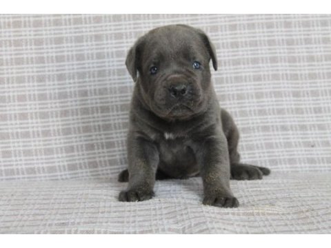 Benim cane corso köpeğim