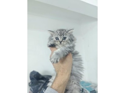 2 aylık dişi british longhair