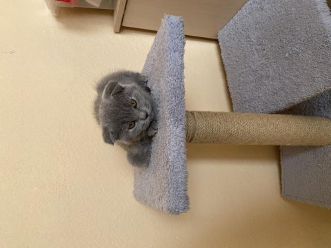 Scottish fold 2 aylık