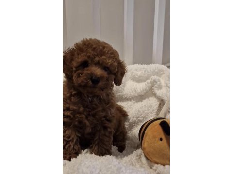 Toy poodle yavru