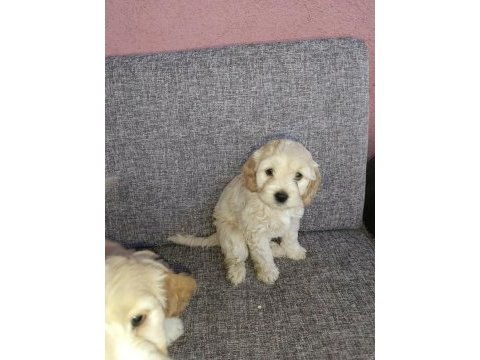 Bu bambaşka maltipoo