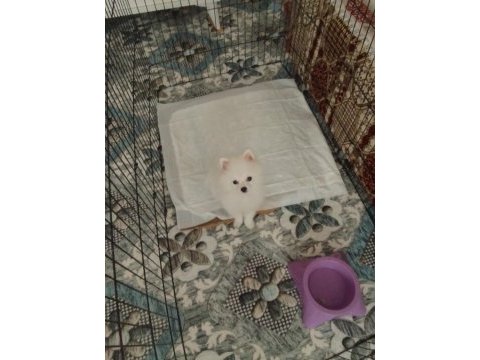 Ücretli sahiplendirme pomeranian boo