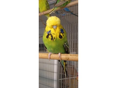 Show jumbo muhabbet kuşu