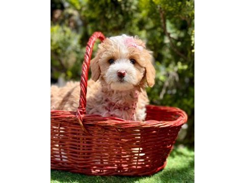 Maltipoo dizayn ırk sevimli yavrular