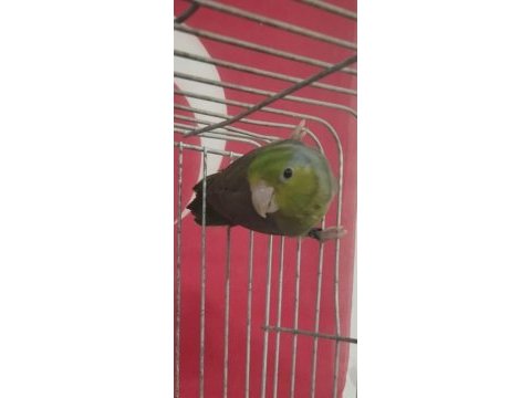 1 yaşında bilezikli erkek forpus papağanı