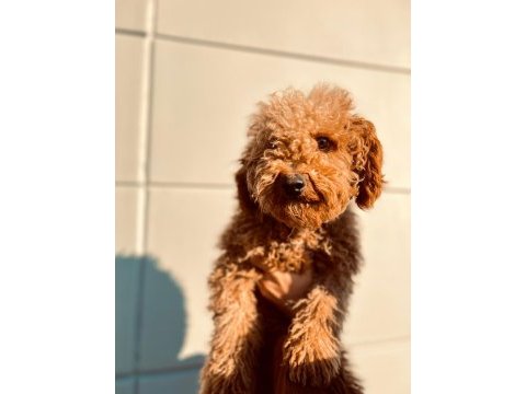 Kıvırcık tüy yumağı toy poodle oğlumuz
