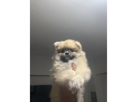 Pomeranian dişi yavrumuz