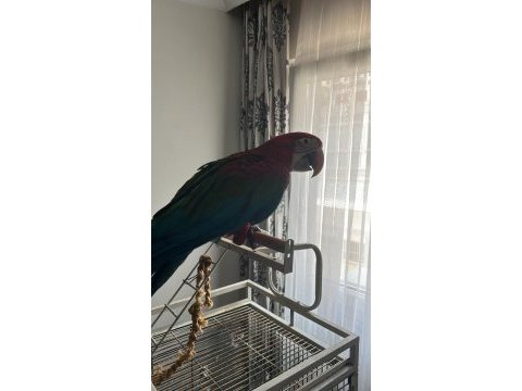 Yavru macaw