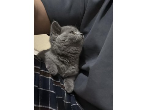 2 aylık british shorthair erkek yavru